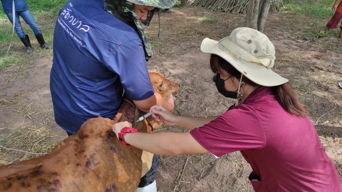 โครงการโคบาลอาสา ลุยสกัดโรคระบาดลัมปีสกิน ในโค-กระบืออีสาน